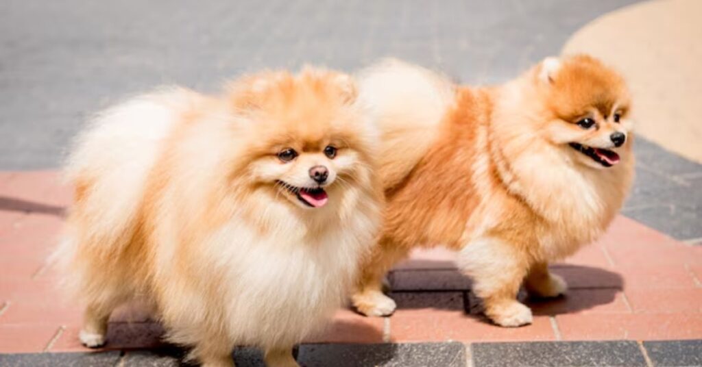 Beverly Hills Chihuahua Cast and Voice Actors Guide behind the scenes facts about