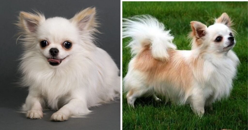 current market prices for a chihuahua for sale (2)