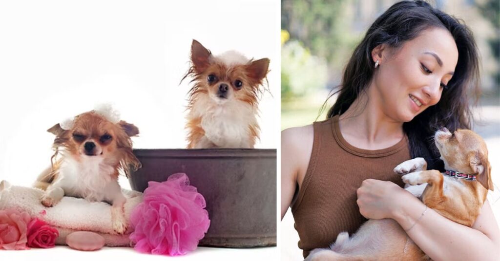 The Best Teacup Chihuahua for Your Home daily care routine