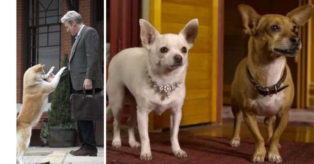 Movie Chihuahua Beverly Hills|Star Dogs, Movies & Fun Facts Movie Chihuahua Beverly Hills|Star Dogs, Movies & Fun Facts