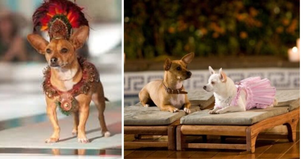 Movie Chihuahua Beverly Hills|Star Dogs, Movies & Fun Facts Movie Chihuahua Beverly Hills|Star Dogs, Movies & Fun Facts