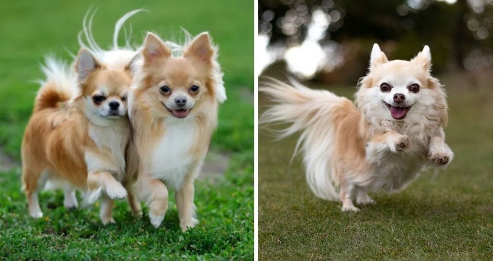 Movie Chihuahua Beverly Hills|Star Dogs, Movies & Fun Facts Movie Chihuahua Beverly Hills|Star Dogs, Movies & Fun Facts