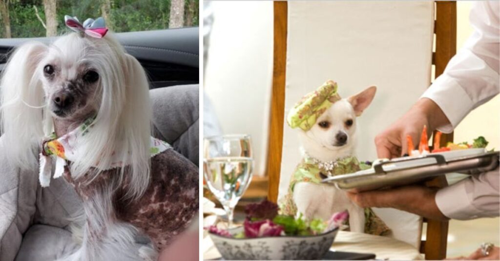 Movie Chihuahua Beverly Hills|Star Dogs, Movies & Fun Facts Entertainment And Media Presence 5 1 1024x536