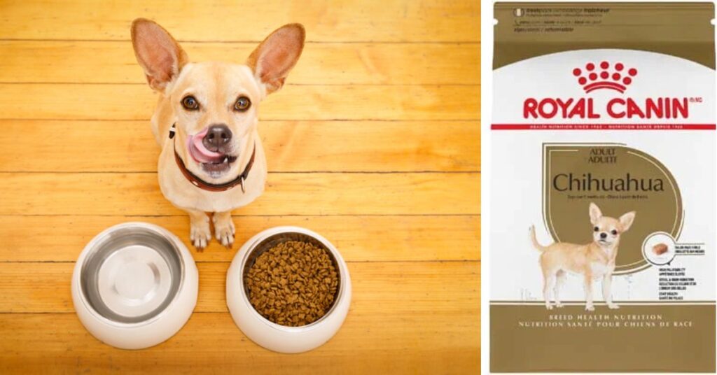 The Best Teacup Chihuahua for Your Home feeding and nutrition chihuahua’s health.