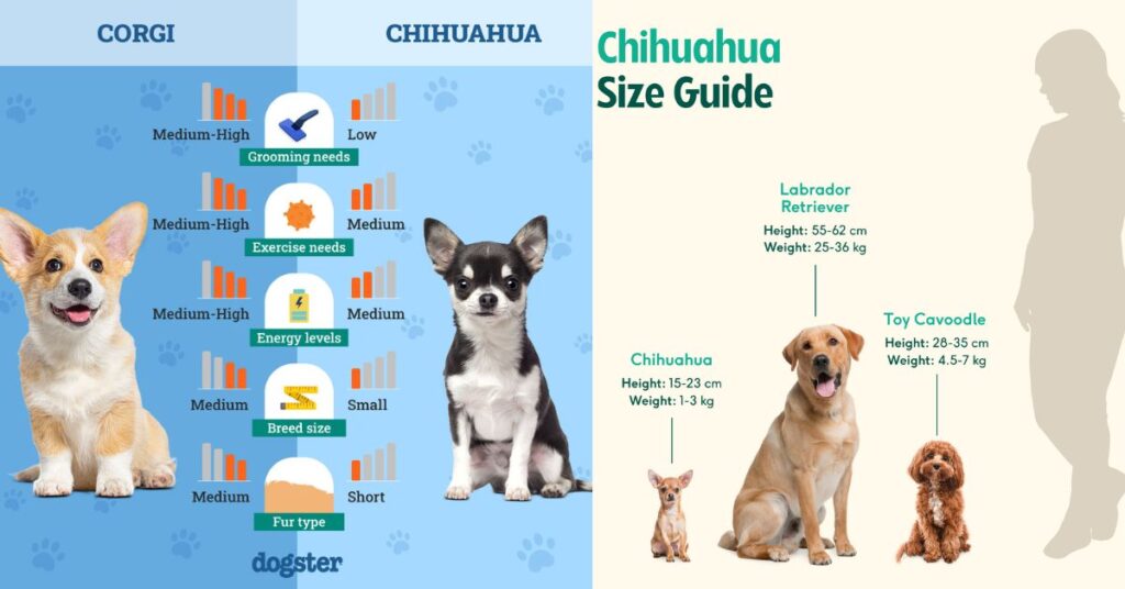 The Best Teacup Chihuahua for Your Home health considerations before choosing