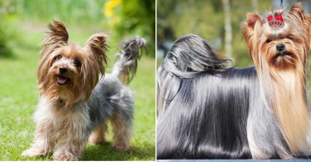 Parti Yorkie Complete Guide to Care, Personality & Facts Parti Yorkies