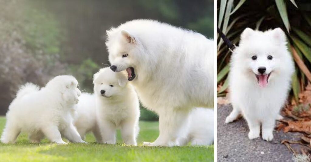 The Best Teacup Chihuahua for Your Home how to choose a healthy puppy