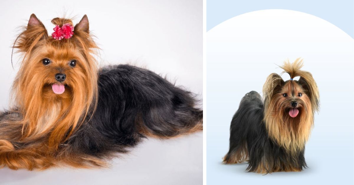 mini yorkie life expectancy (2)