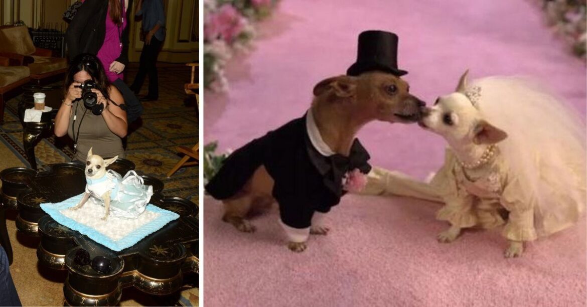 mini yorkies .real life case studies (1)