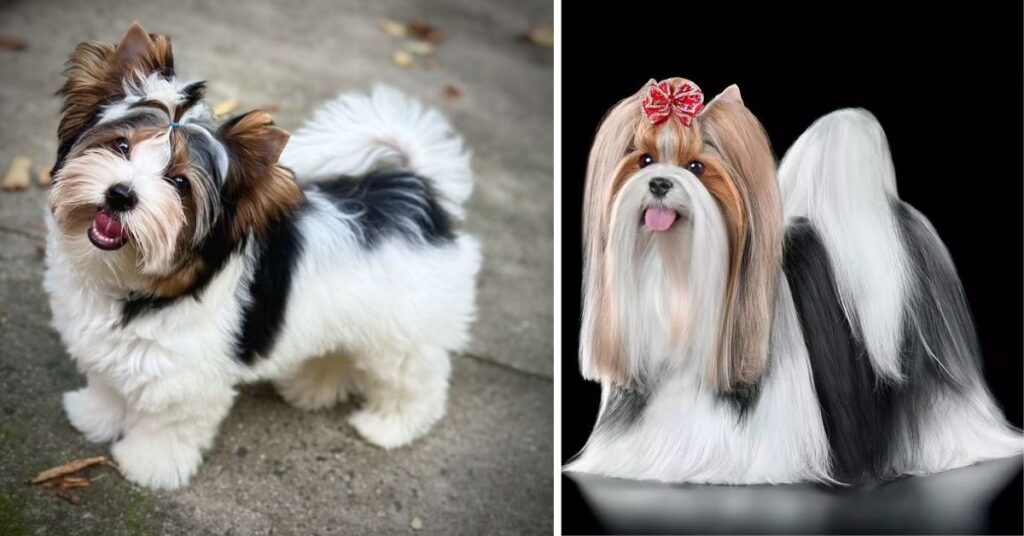 Parti Yorkie Complete Guide to Care, Personality & Facts parti yorkies