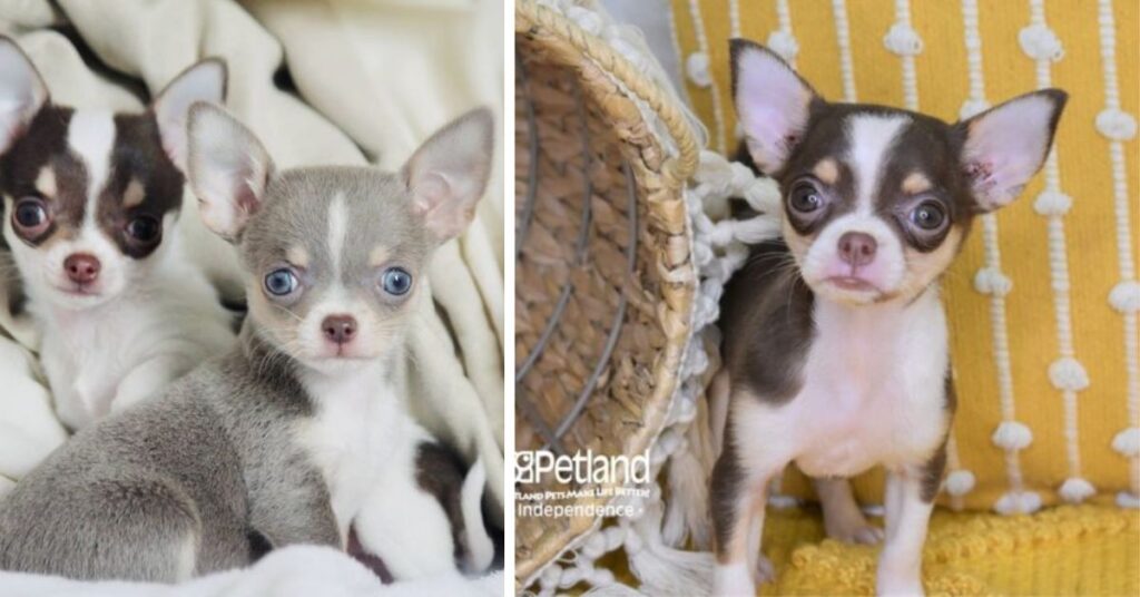 The Best Teacup Chihuahua for Your Home preparing your home