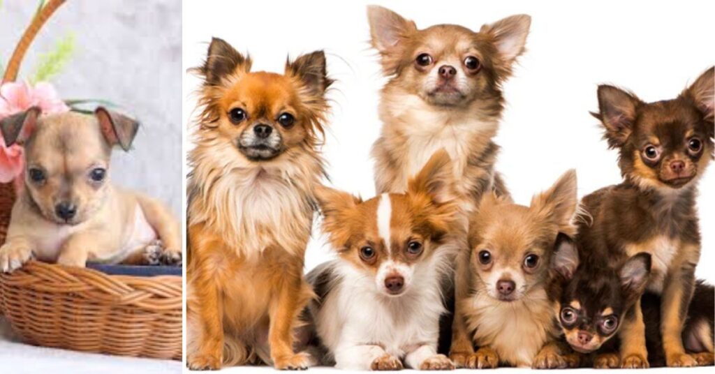 the different types of chihuahua for sale (1)