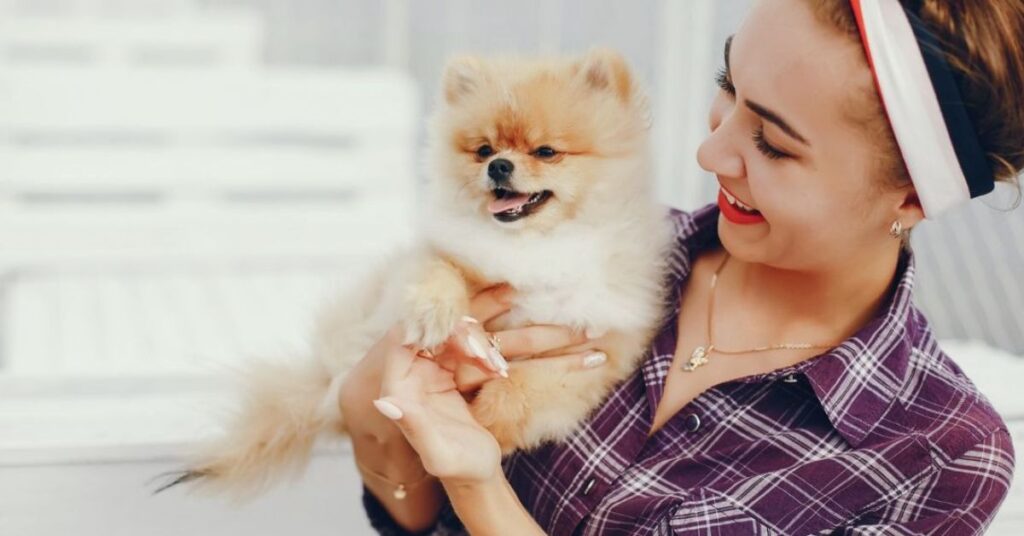 understanding chihuahua variations (1)