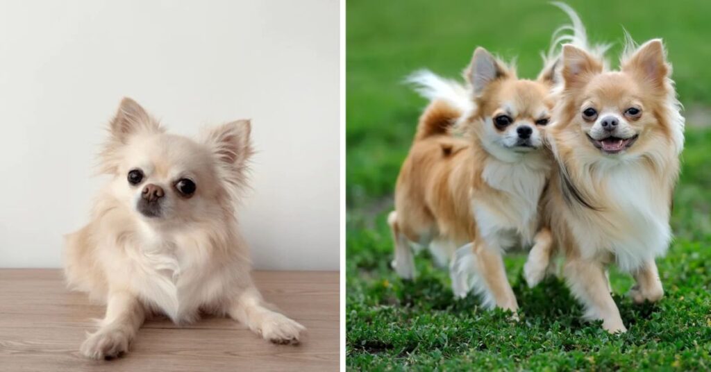 understanding the search for a chihuahua for sale (2)