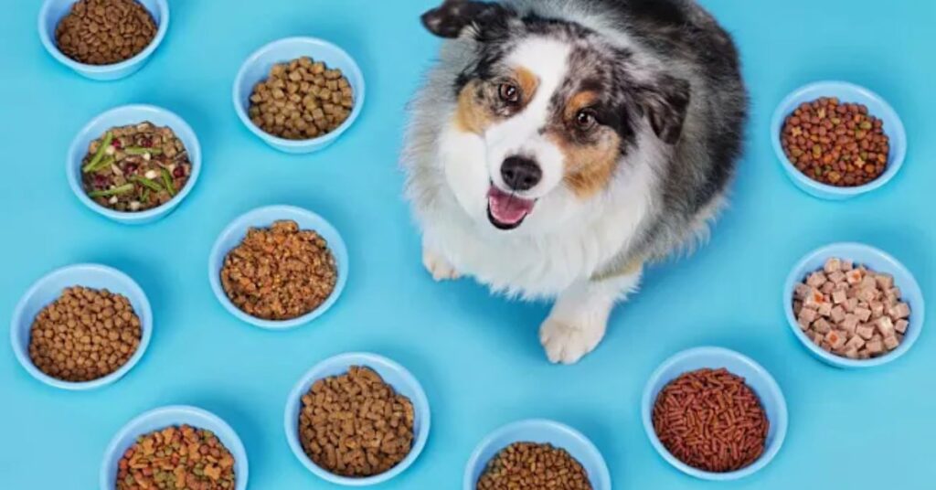 Merrick Dog Food|Complete Guide & Reviews Common Health Challenges| Supplements Can Support