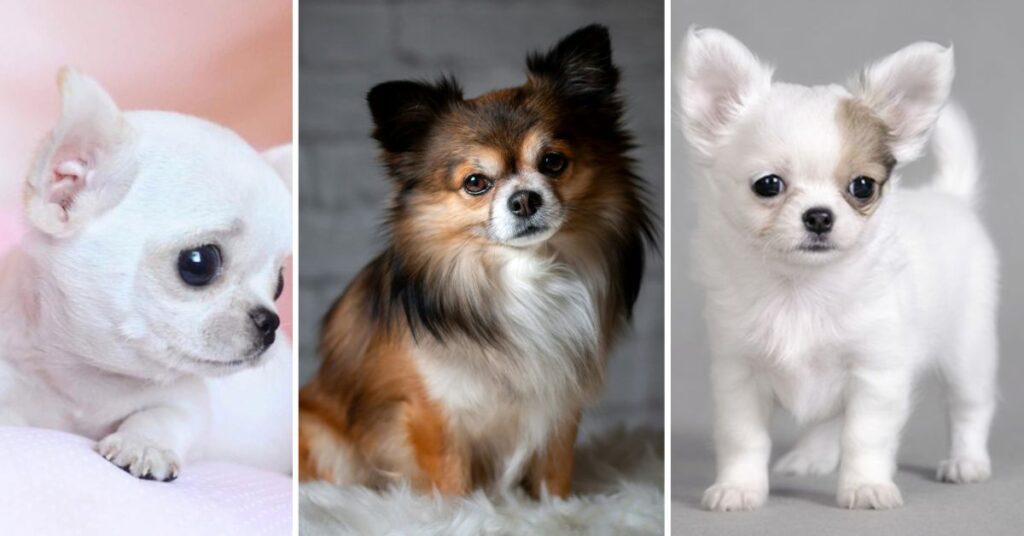 The Best Teacup Chihuahua for Your Home why people love teacup chihuahuas
