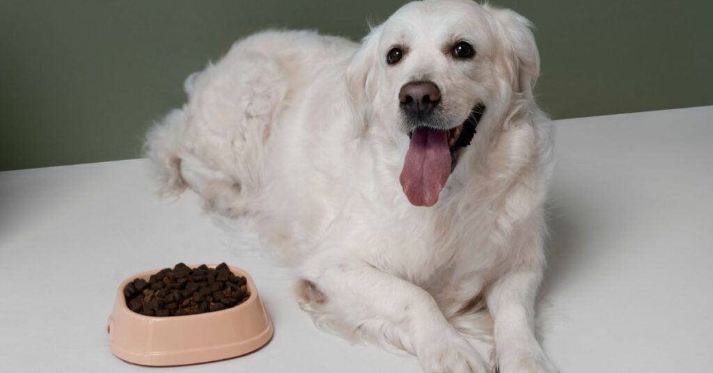 Merrick Dog Food|Complete Guide & Reviews Ingredient Quality & Targeted Nutrition