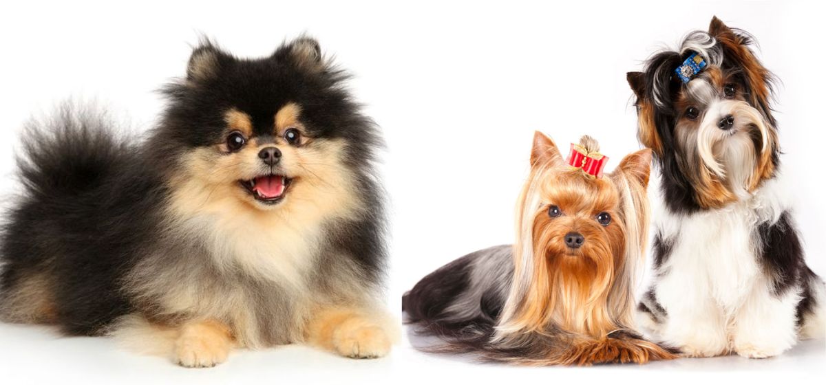 httpschihuahuanest.com (33)