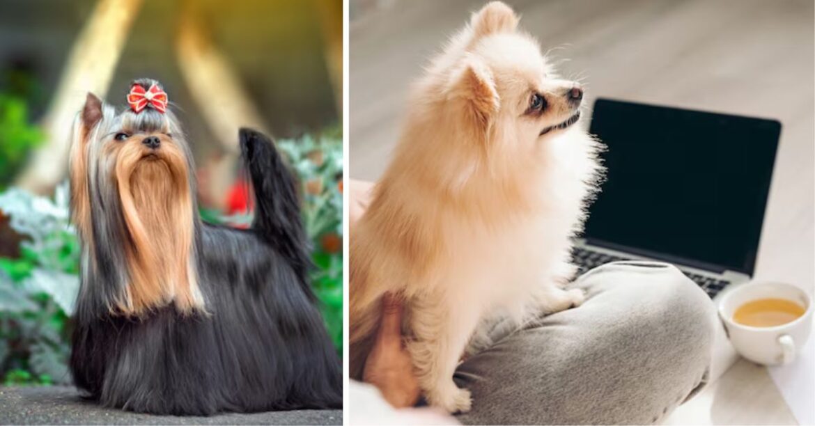 Mini Yorkie Life Expectancy| What the Data Shows