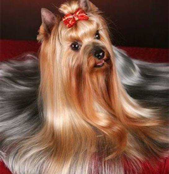 httpschihuahuanest.com (9)