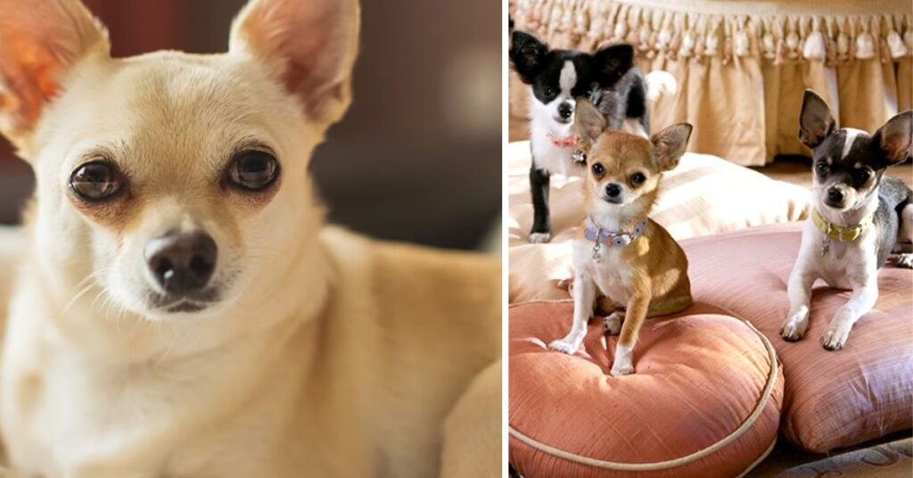 Movie Chihuahua Beverly Hills|Star Dogs, Movies & Fun Facts Movie Chihuahua Beverly Hills|Star Dogs, Movies & Fun Facts
