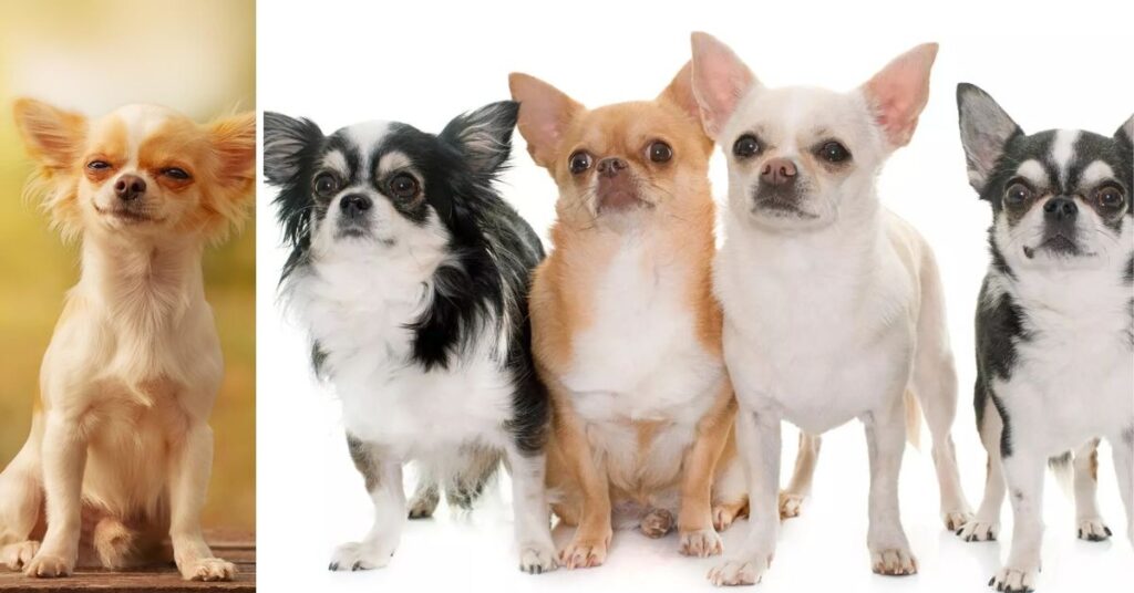 Movie Chihuahua Beverly Hills|Star Dogs, Movies & Fun Facts image