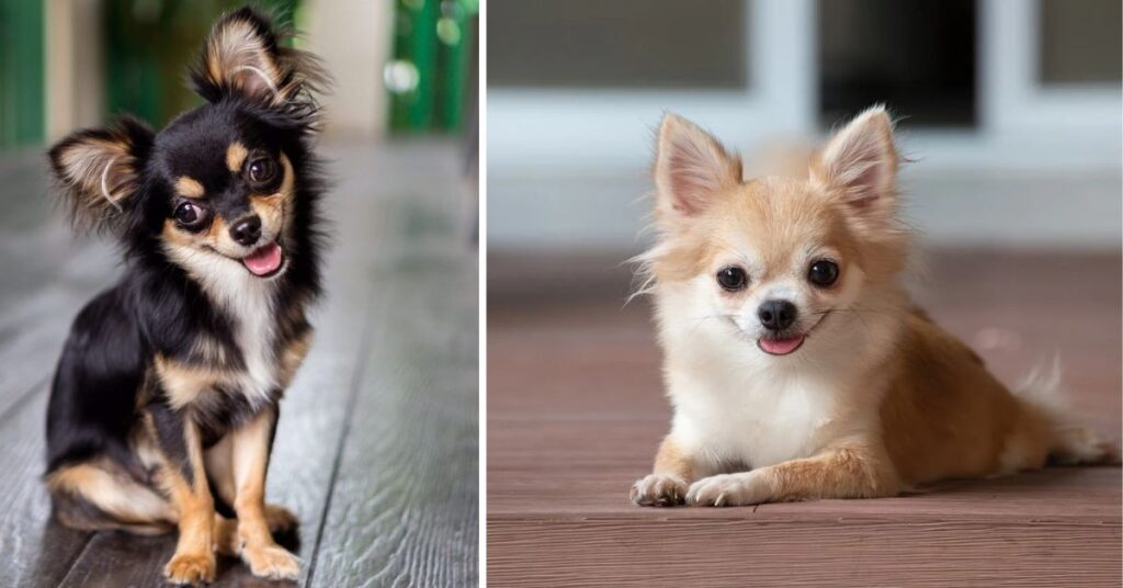 Movie Chihuahua Beverly Hills|Star Dogs, Movies & Fun Facts Movie Chihuahua Beverly Hills|Star Dogs, Movies & Fun Facts