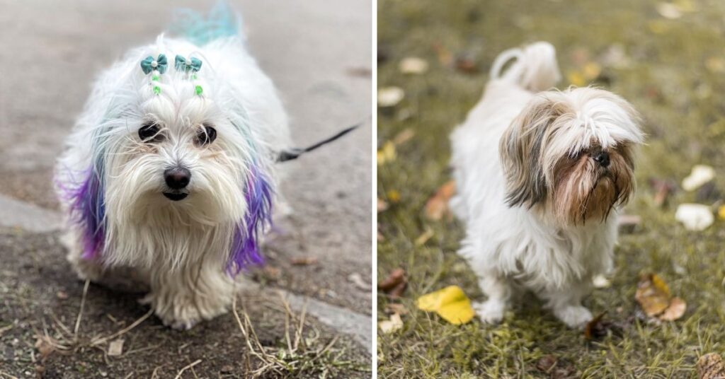 Parti Yorkie Complete Guide to Care, Personality & Facts Parti Yorkies