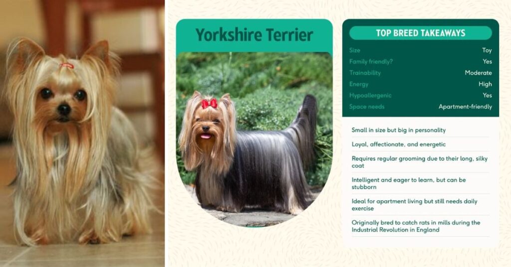 Parti Yorkie Complete Guide to Care, Personality & Facts Size, Weight, and Growth