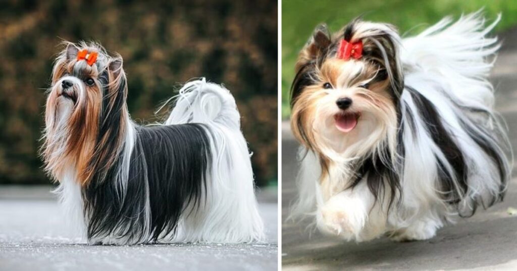 Parti Yorkie Complete Guide to Care, Personality & Facts Parti Yorkies