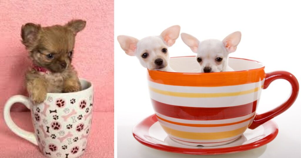 The Best Teacup Chihuahua for Your Home long haired chihuahua teacup chihuahua lifespan