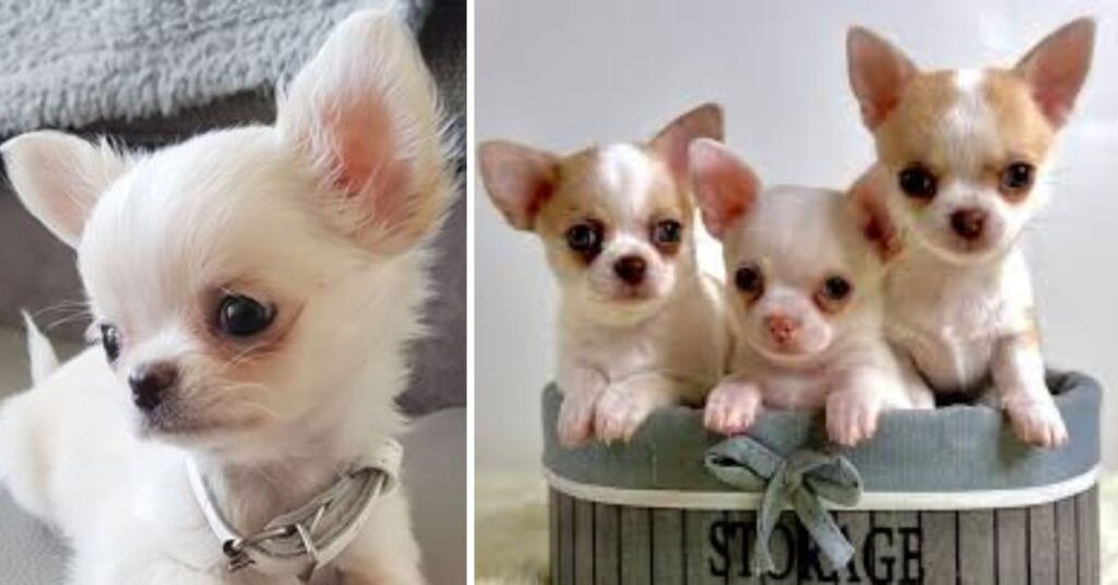 The Best Teacup Chihuahua for Your Home the best teacup chihuahua
