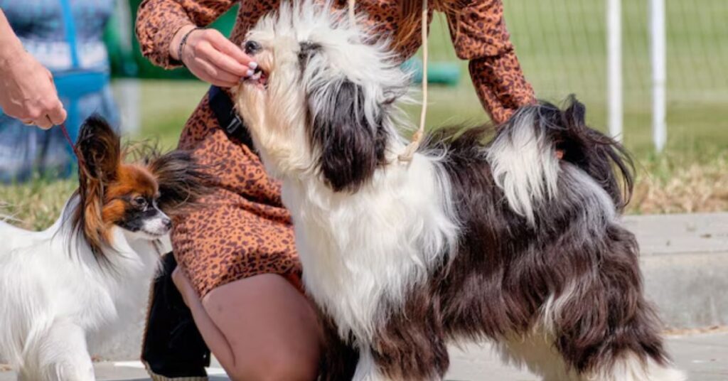 best owner type maltese yorkie mix (1)