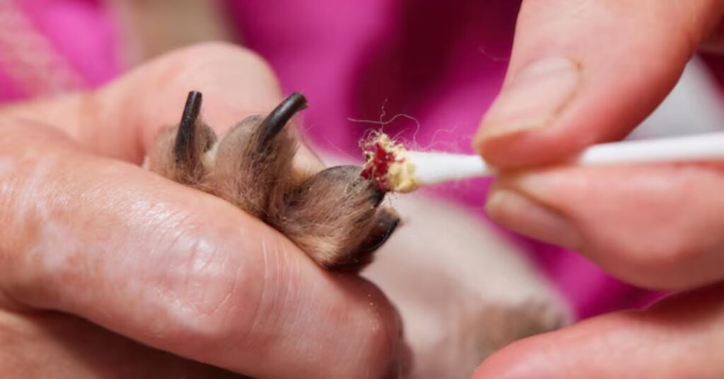 Best Toenail Clippers for Thick Nails, Seniors, and Professional Foot Care best toenail clippers for thick nails, seniors, and professional foot care (1)