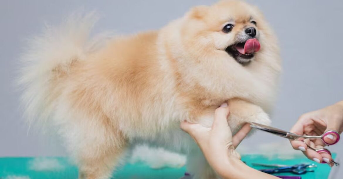 best toenail clippers for thick nails, seniors, and professional foot carev