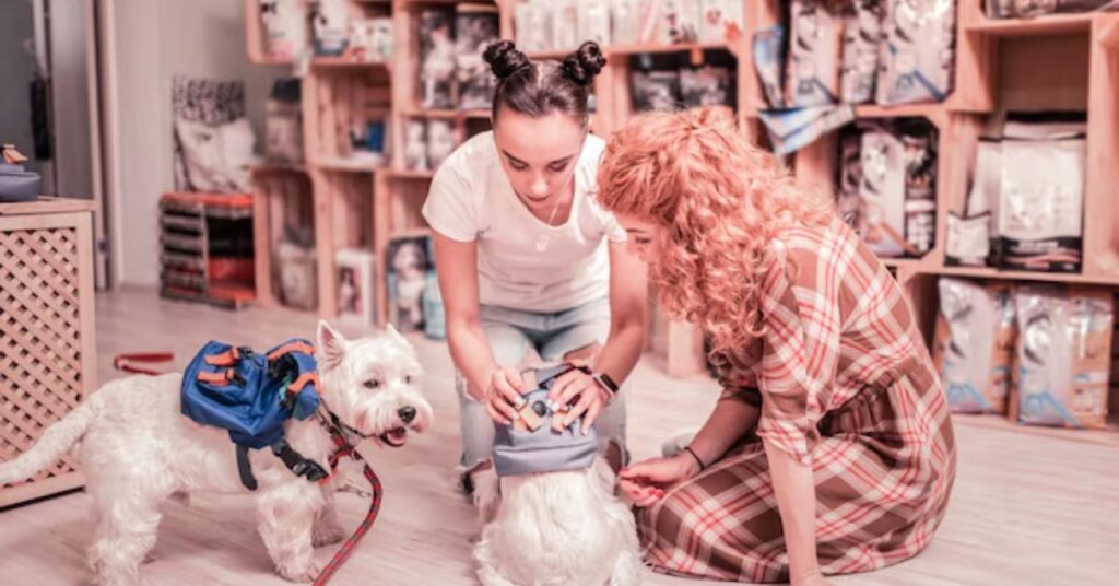 Rat Terrier Chihuahua Mix|Complete Breed Guide & Care Tips buying a rat terrier chihuahua mix