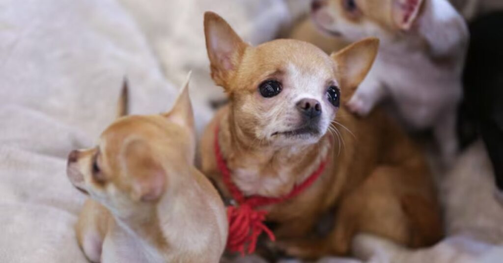 chihuahua parent overview