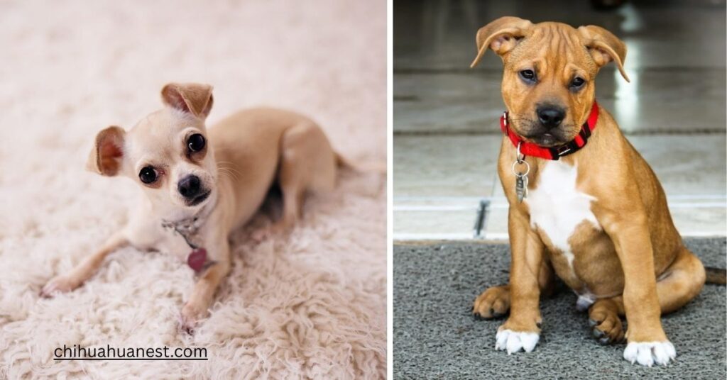 Pitbull Chihuahua Mix Size and Weight
