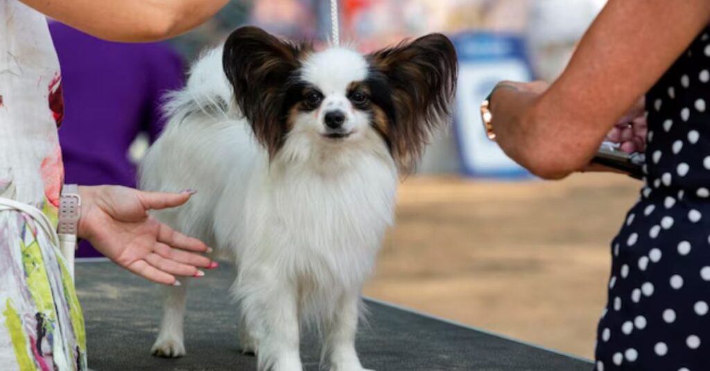 Rat Terrier Chihuahua Mix|Complete Breed Guide & Care Tips cost of owning a rat terrier chihuahua mix