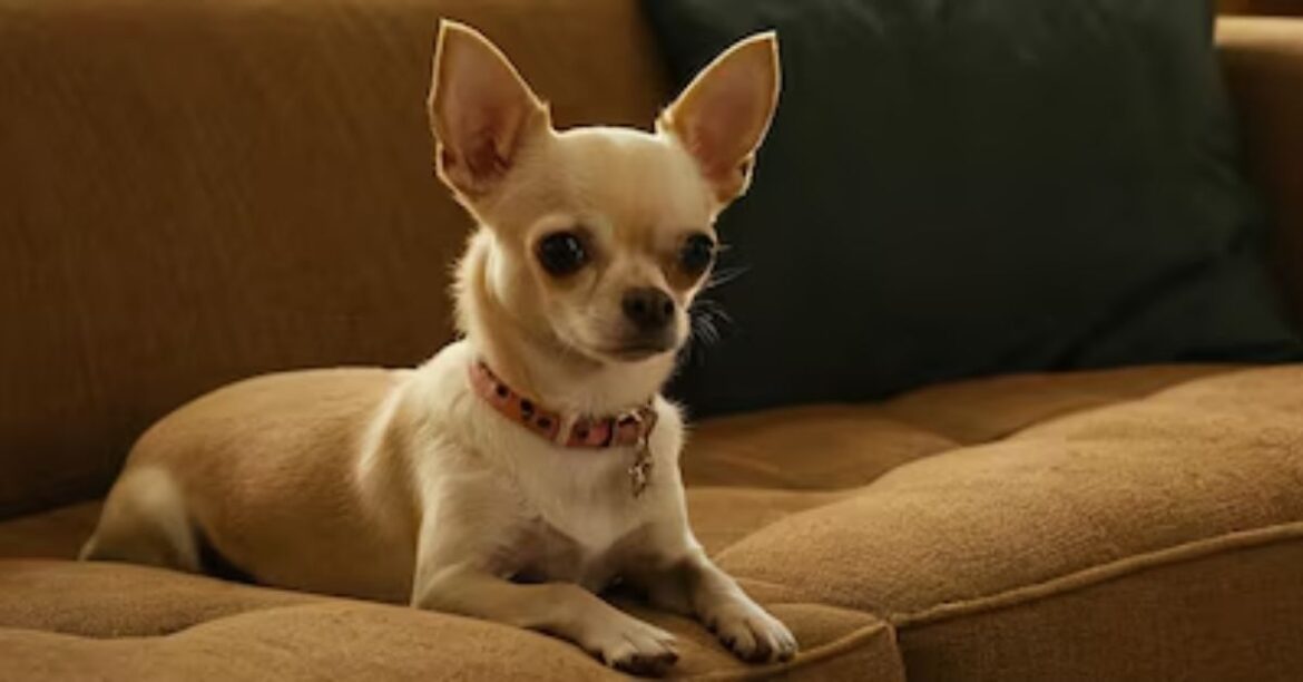 dachshund mixed chihuahua