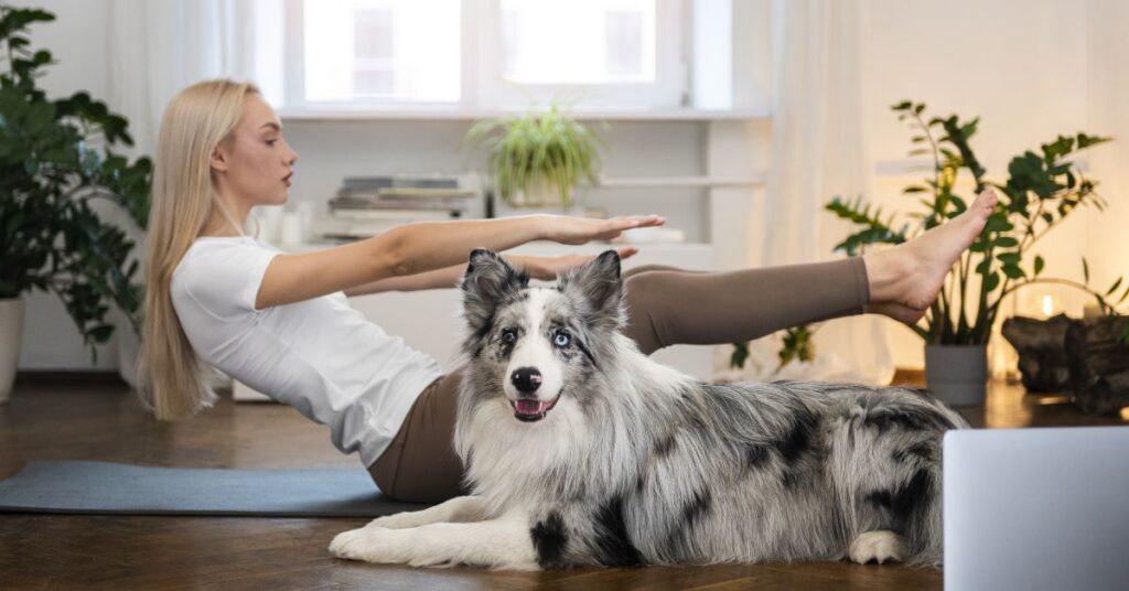 Rat Terrier Chihuahua Mix|Complete Breed Guide & Care Tips exercise requirements for small hybrid dogs