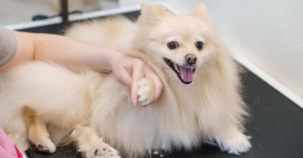 grooming needsteacup pomeranian
