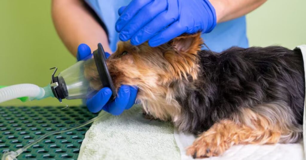 health issues, lifespan, and grooming needs