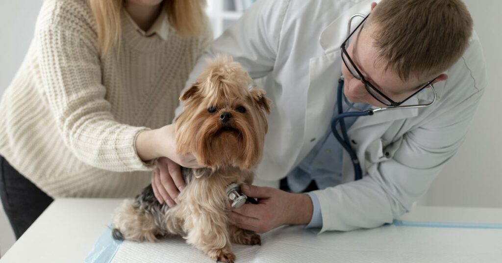 How Long Do Yorkies Live? Average Lifespan & Care Tips health issues and their impact on lifespan