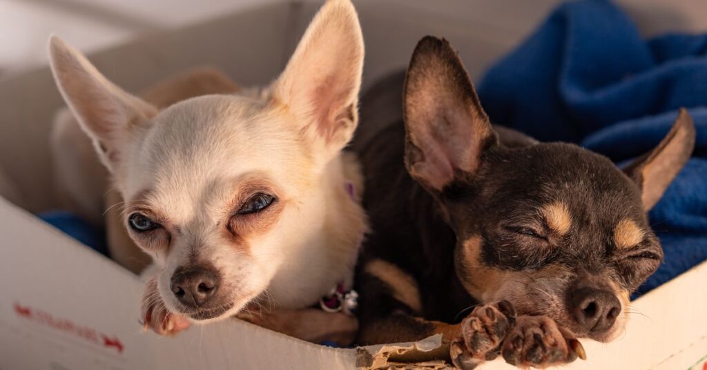 Rat Terrier Chihuahua Mix|Complete Breed Guide & Care Tips health issues in the rat terrier chihuahua mix