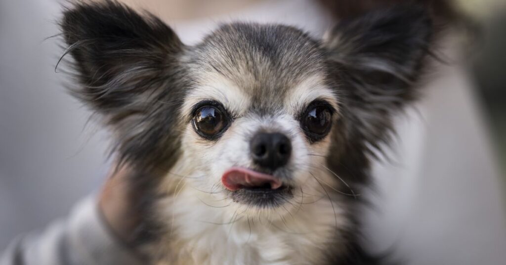 Chihuahua Meme Explained| Why the Internet Loves Them how captions affect chihuahua meme humor