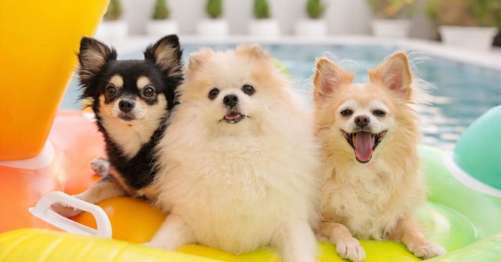 is a pomeranian chihuahua mix right for you