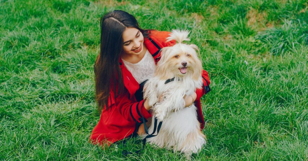 is a yorkie poo the right dog for you