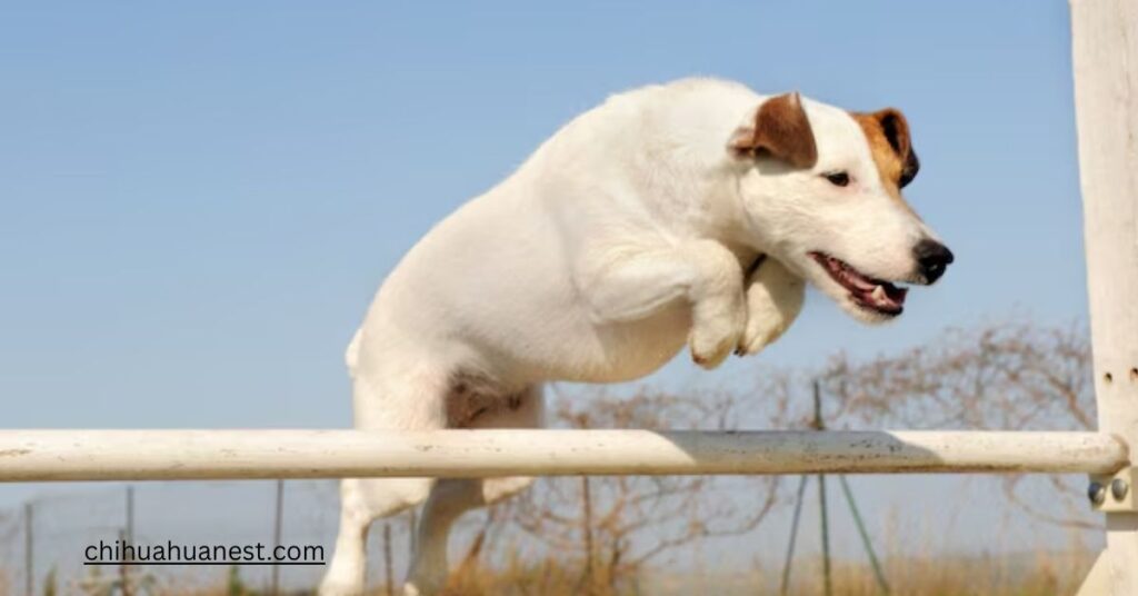 jack russell terrier chihuahua mix training and exercise needs