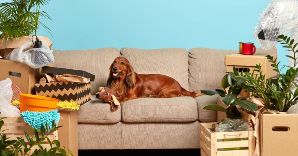 Dachshund Mixed Chihuahua Complete Breed Guide & Care living environment